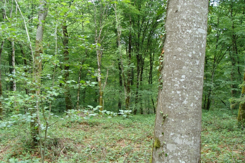 Besançon Naturellement Forestière