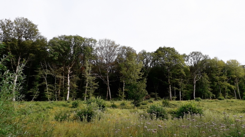 Réunions d'information sur les crises sanitaires en forêt communale