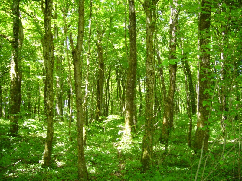 L’encaissement des recettes de ventes de bois par l’ONF : c’est non !