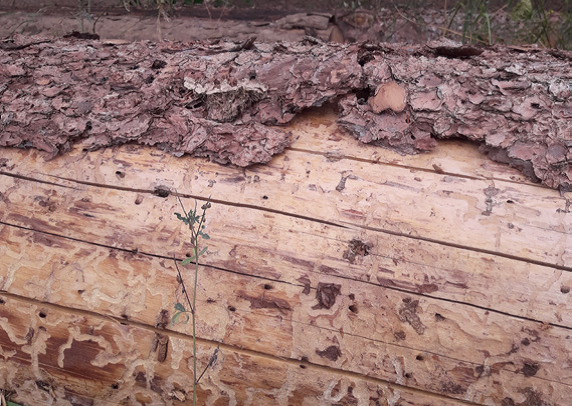 Evolution de l’épidémie de scolyte sur les forêts d’épicéas de Bourgogne-Franche-Comté, l’année 2021 sera déterminante !