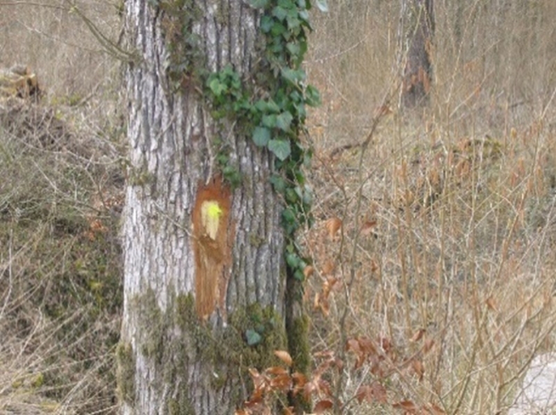 Mieux vendre ses coupes de bois : retour d’expérience valorisant les données de martelage pour affiner le conseil commercial 