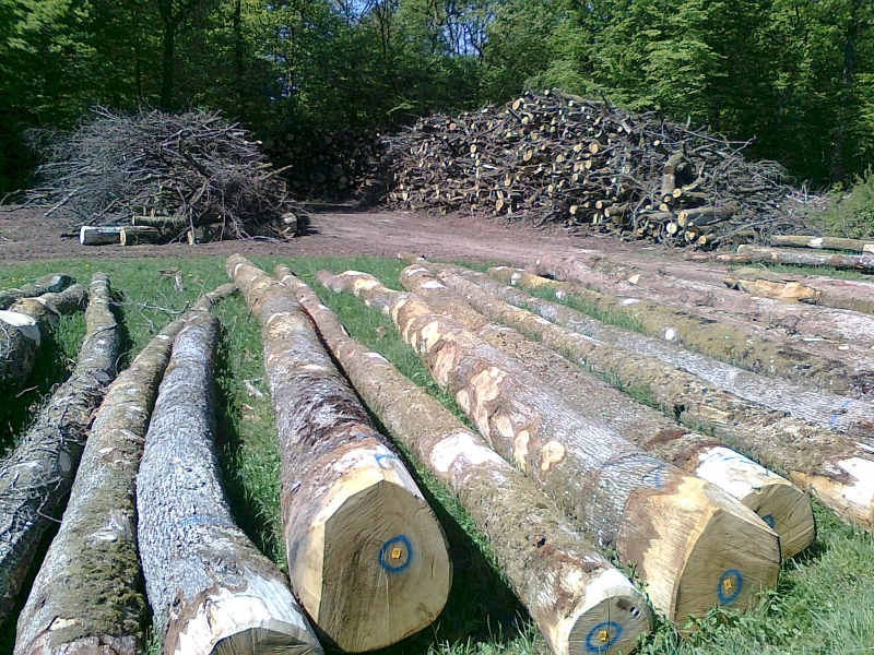 Bilan d'une expérimentation sur le développement des circuits courts entre les acteurs de la filière forêt-bois