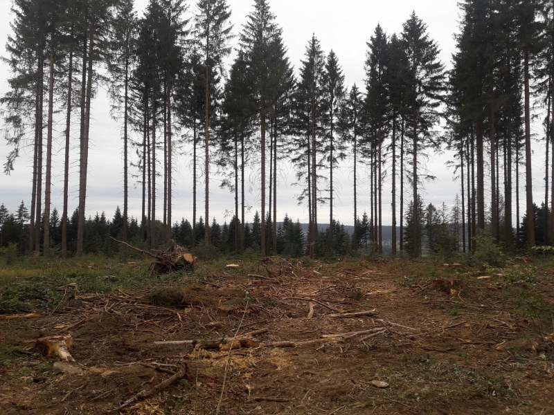 Plan de relance et mesure forestière