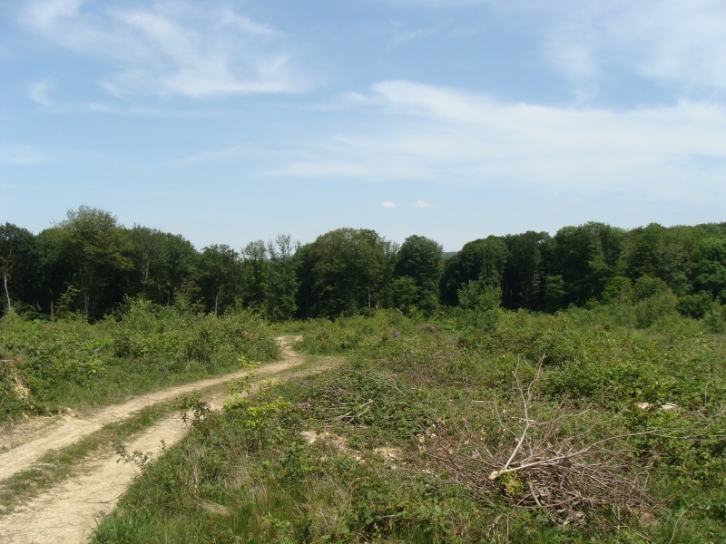 Risque de feux de forêt