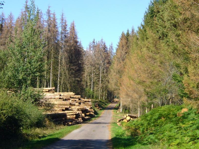 Signez notre APPEL en ligne pour la sauvegarde des forêts françaises