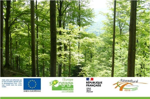 Réseau des territoires forestiers : en Bourgogne