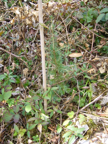 Mise en place d’un réseau de parcelles d’avenir en forêt communale