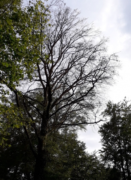 Dépérissement des arbres, attention aux dangers en forêt communale