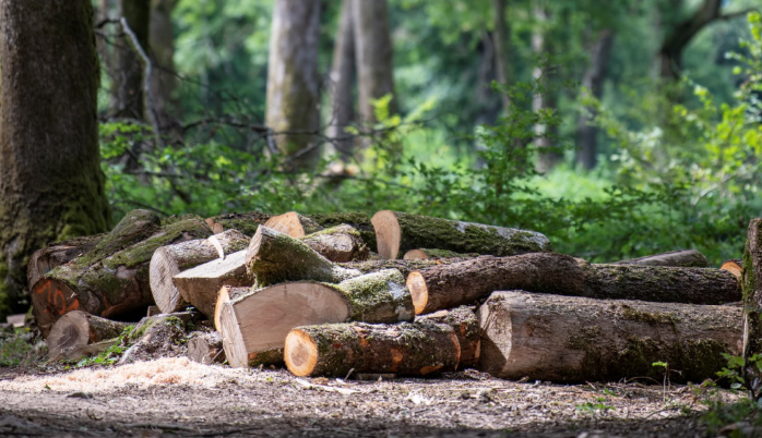 "Les français et le bois énergie" : un sondage exclusif