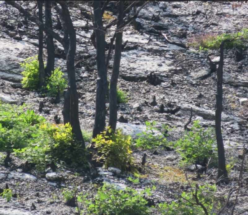 Les communes concernées par le risque feu de forêt en Côte-d’Or