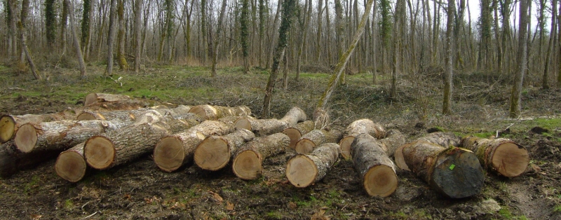 Retrait du projet d'encaissement des recettes de ventes de bois par l'ONF