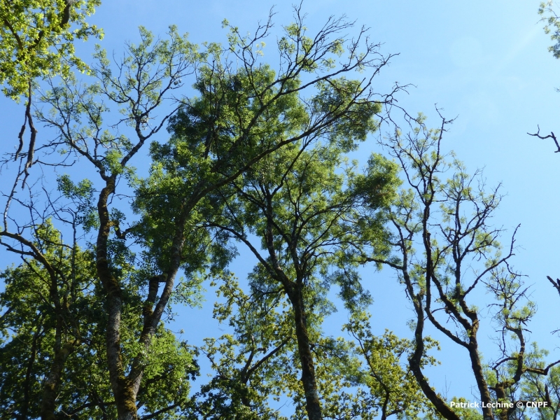 Gestion des forêts confrontées au dépérissement du frêne