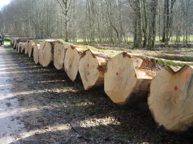 Délibération contre l'encaissement des ventes de bois par l'ONF