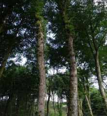 Le carbone forestier, quel rôle pour les communes forestières ?