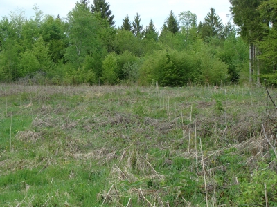 L’Etat soutient les investissements  pour améliorer les peuplements forestiers