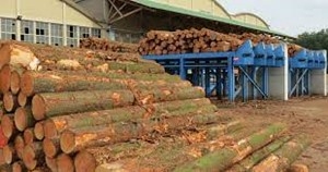 Petit déjeuner de la contractualisation : visite de la scierie « Forêt et sciages d’Autun » (FSA)
