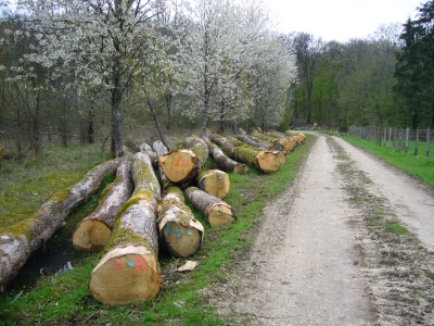 Bilan et suite d’une expérimentation conduite en forêt communale