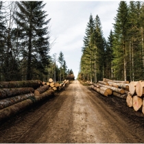 Facturation des ventes de bois par les communes, le temps presse pour faire un choix en conseil municipal…