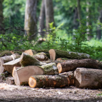 "Les français et le bois énergie" : un sondage exclusif